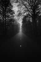 Grayscale Photo of a Road Between Trees