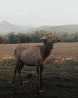  Male of red deer without antlers standing in fields and looking 