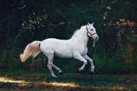 White Horse on Green Grass 