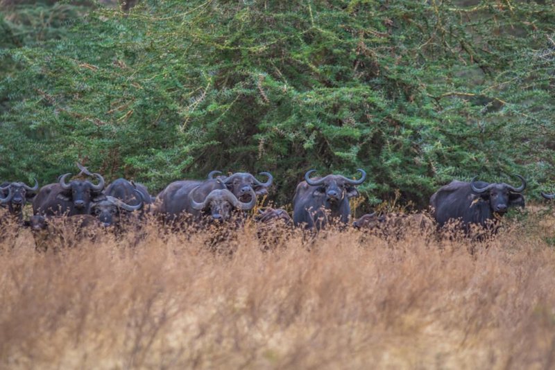 Buffaloes in Ngorongoro crater - 2020 adventure trip idea