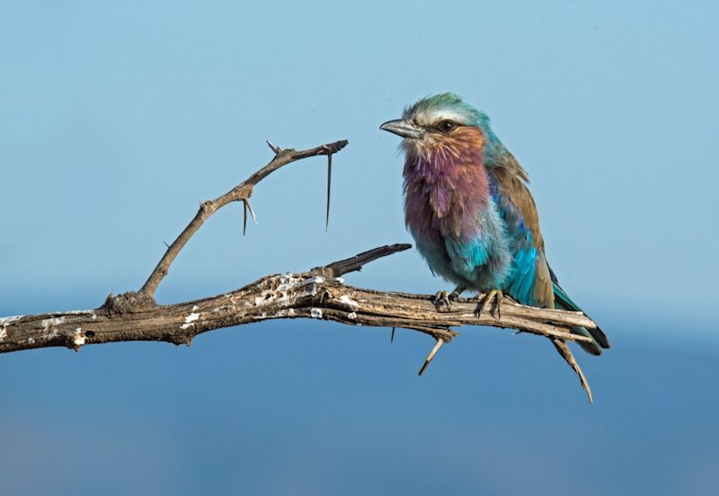 lilac-breasted roller bird African safari