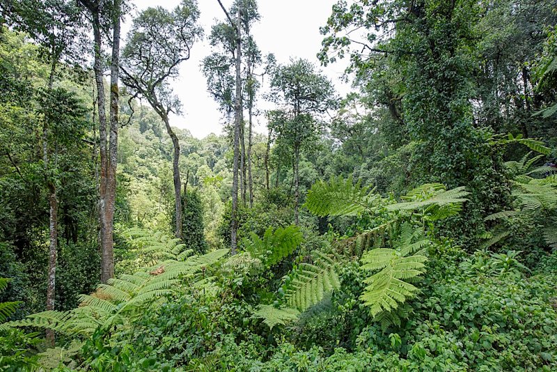 Forest Bwindi Impenetrable National Park
