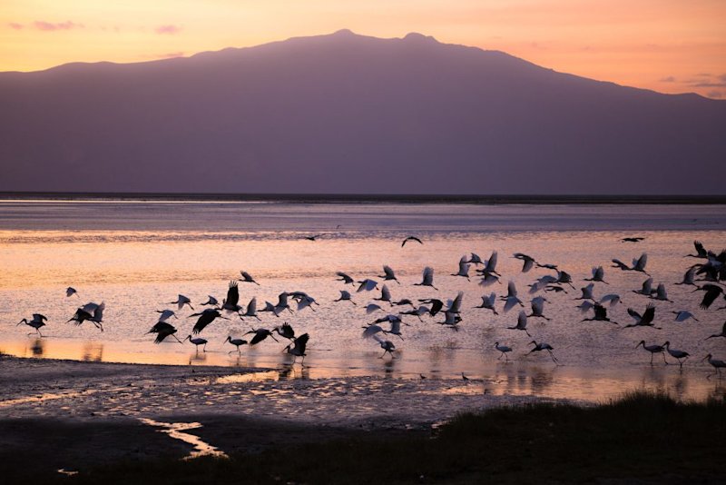 Storks on Lake Natron at sunrise