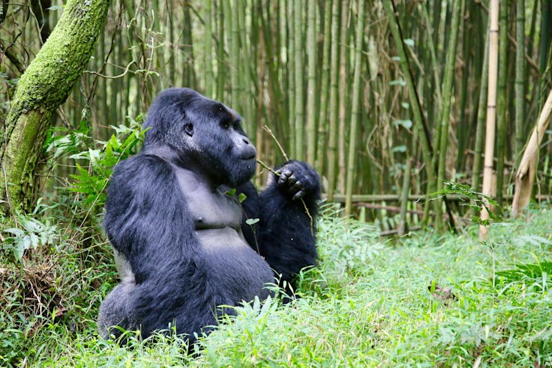 Gorilla trekking in Uganda