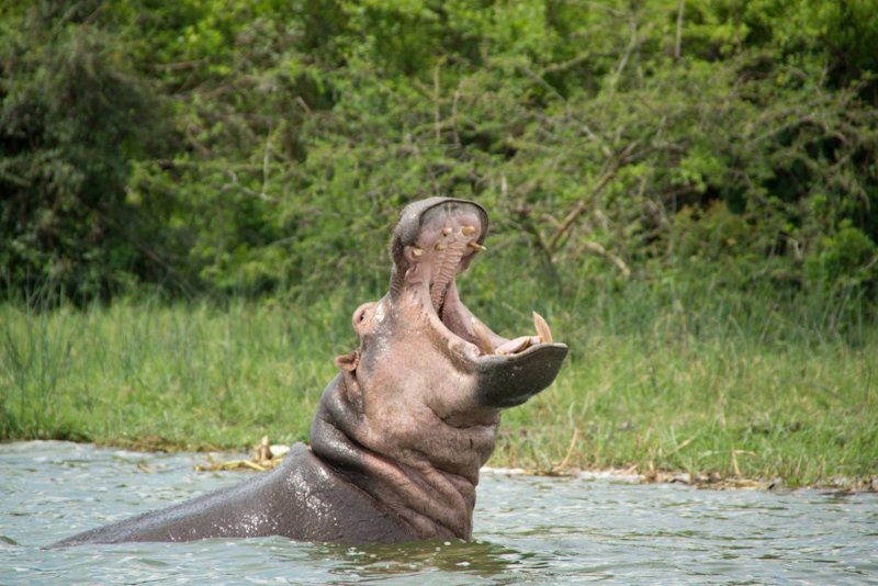Hippo in water