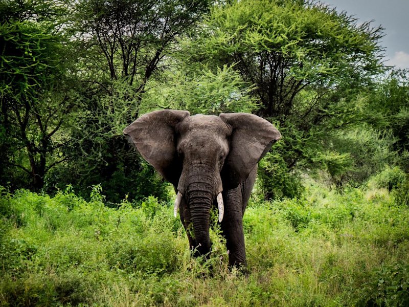 elephant Serengeti