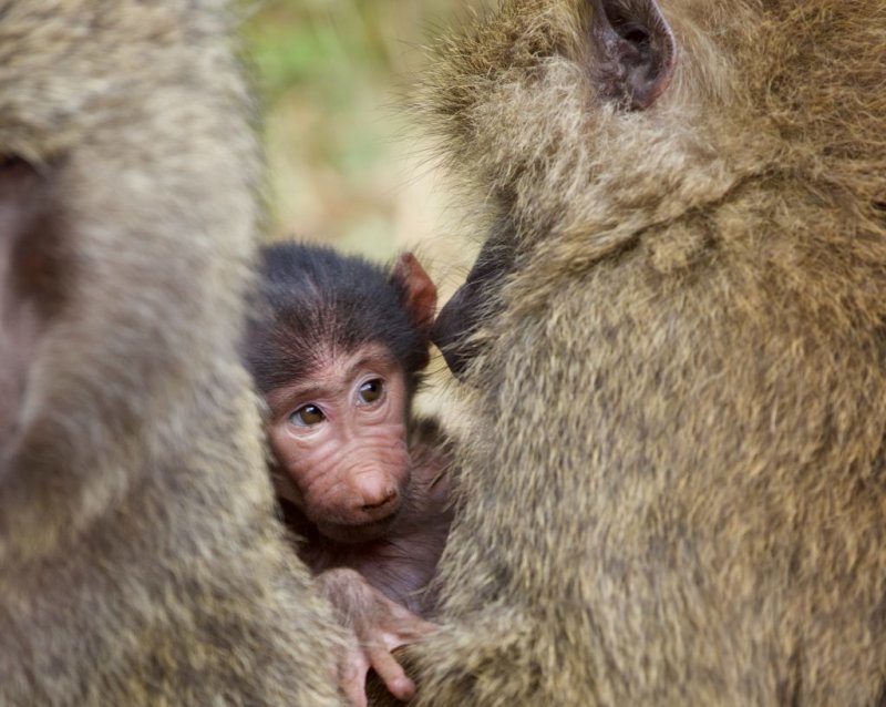 Animals On Kilimanjaro