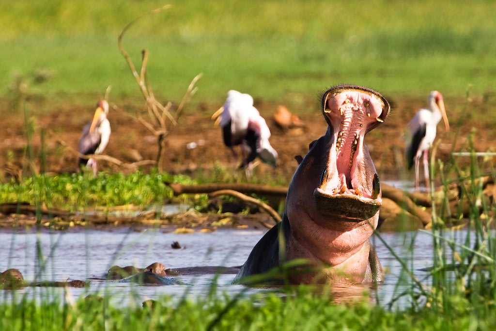 Why we love Lake Manyara National Park - Follow Alice