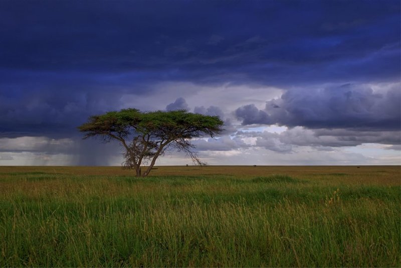 serengeti tree