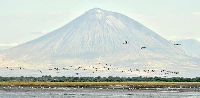 Mt Ol Doinyo Lengai soars above Lake Natron and its countless water birds