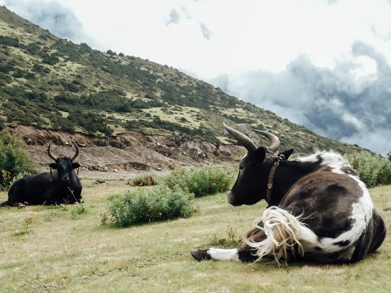Yaks resting on Annapurna Circuit trek