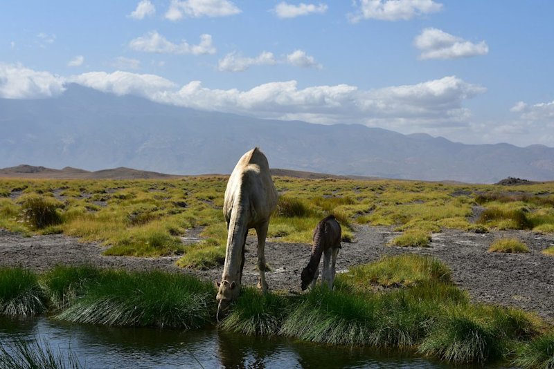 Camels drinking from Lake Natron