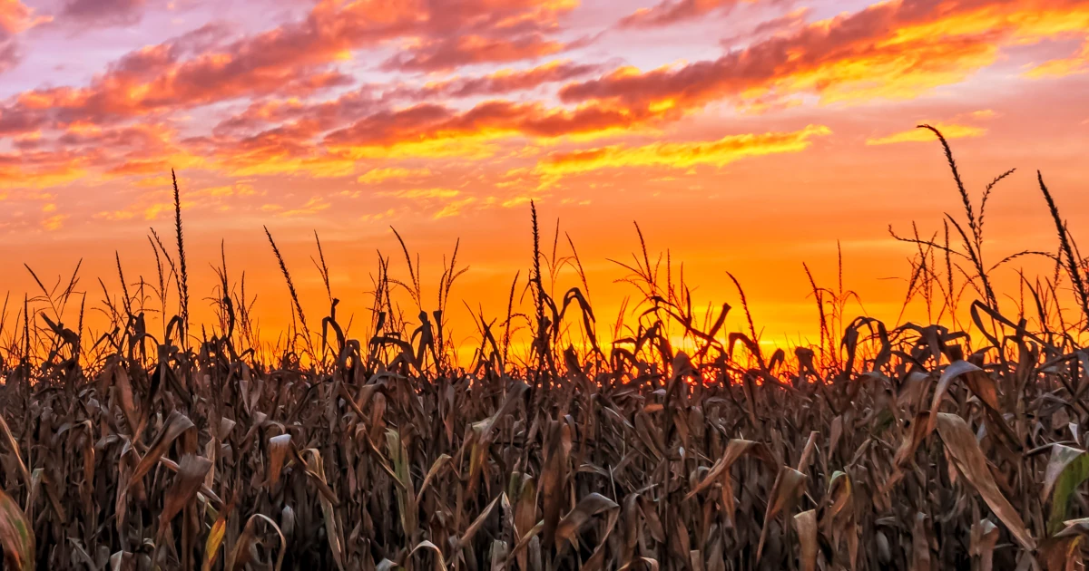 A field of corn at sunset in Indiana