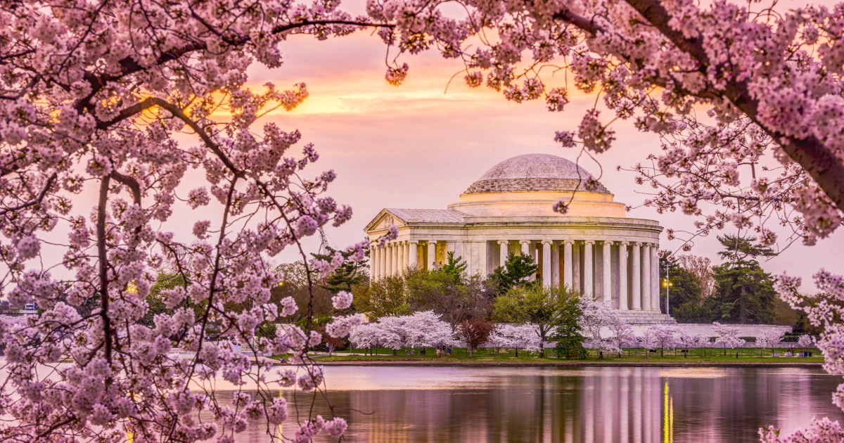 Trees filled with cherry blossoms in Washington DC