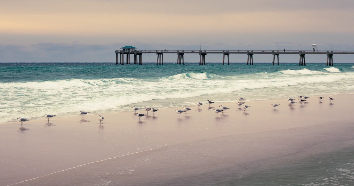 Seagulls on the beach by Okaloosa Pier in Florida | Swyft Filings