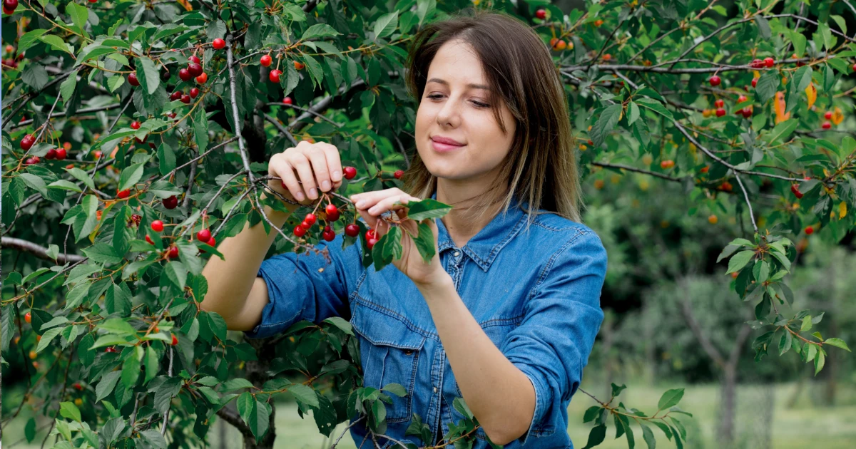 Woman picking cherries in Michigan
