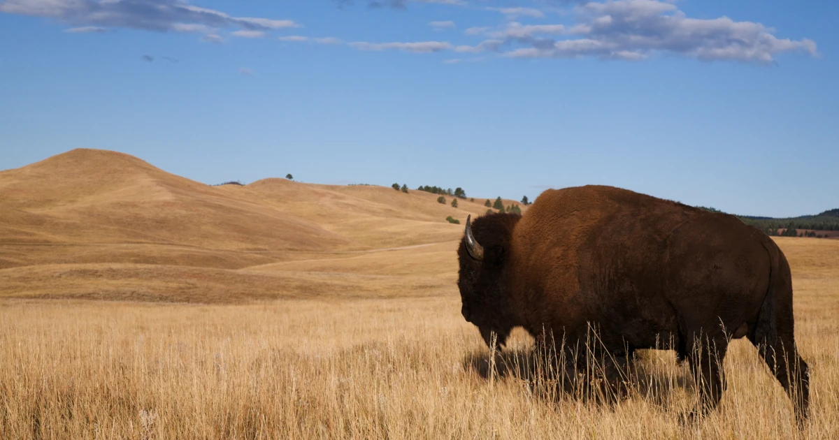 North Dakota Buffalo