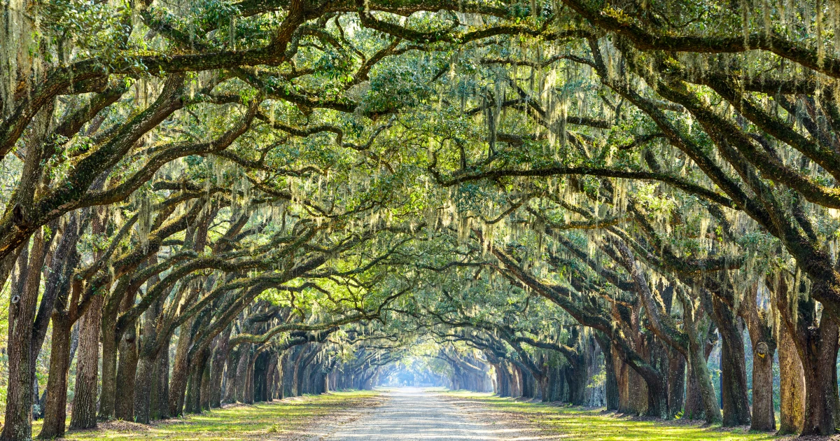 An oak tree covered road in Savannah, Georgia | Swyft Filings