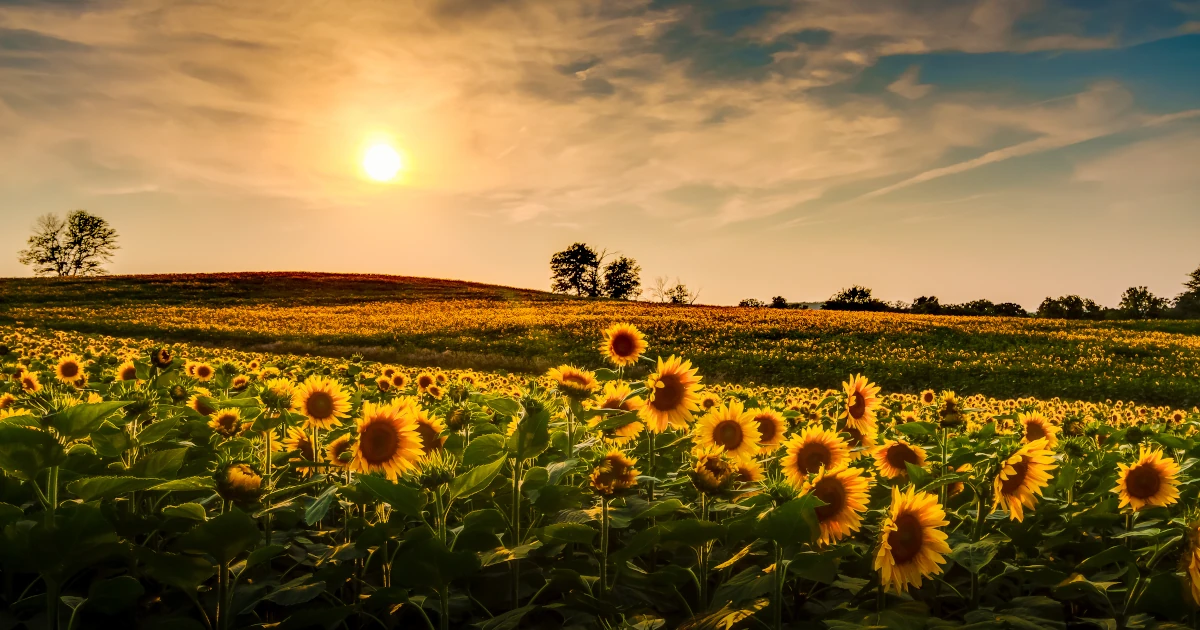 A sunflower field at sunset in Kansas | Swyft Filings