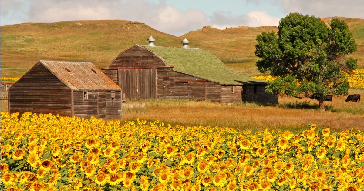 Sunflowers growing around a house in the North Dakota countryside