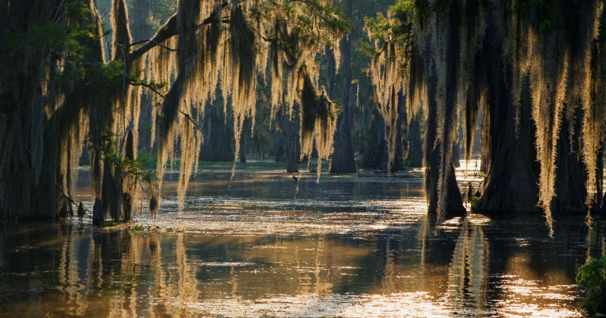 A Louisiana swamp with Spanish moss hanging from the trees | Swyft Filings