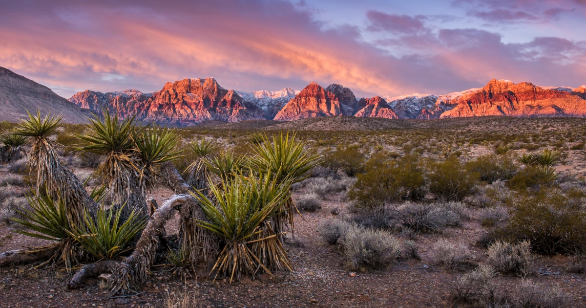 The red rock canyon in Nevada at sunrise | Swyft Filings