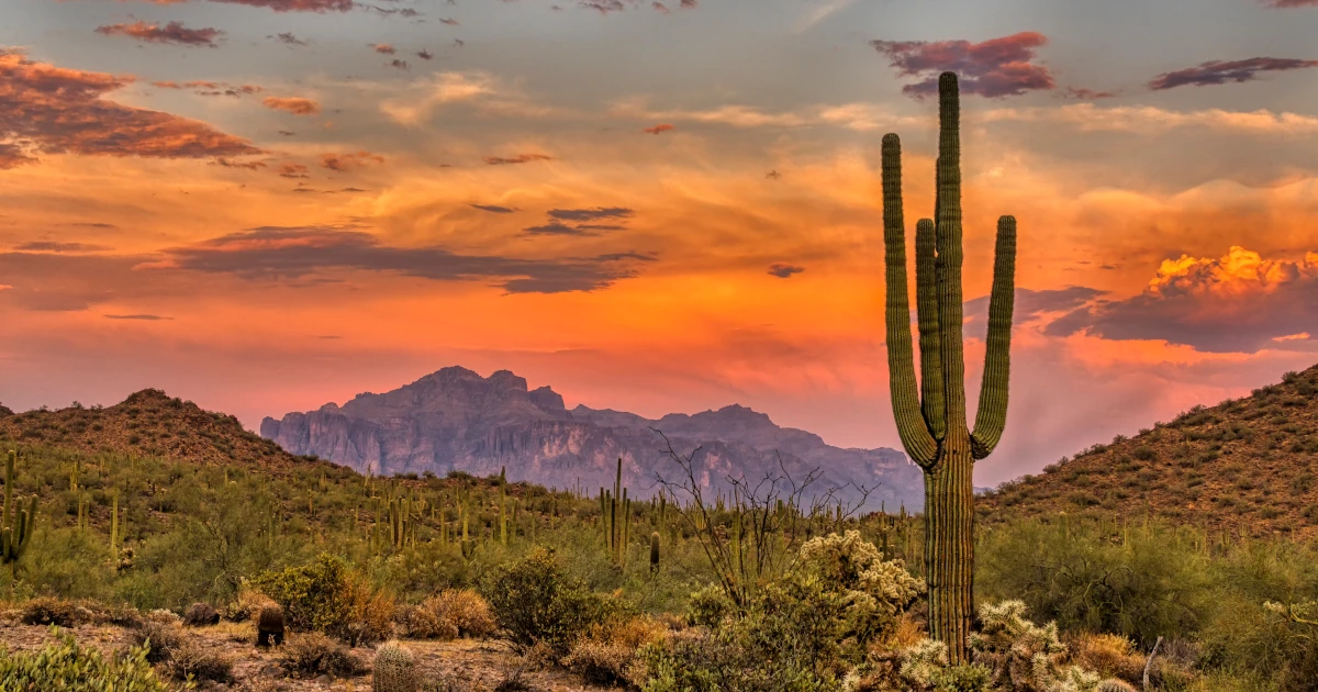 Arizona Sonoran Desert | Swyft Filings