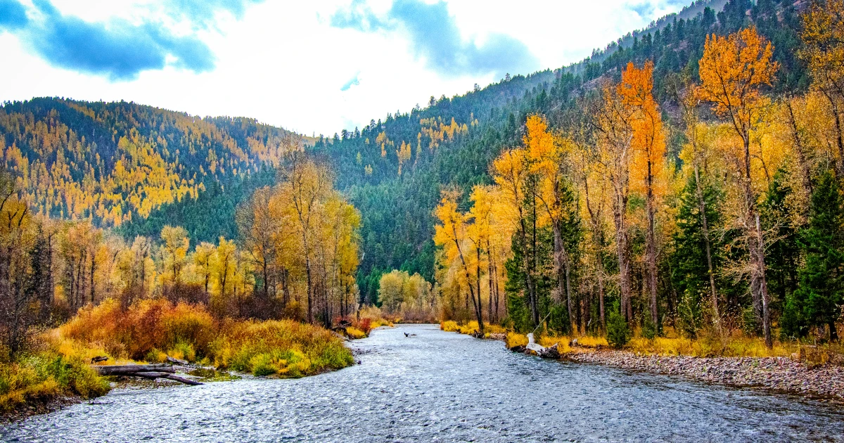 A river in a forest in Missoula, Montana | Swyft Filings