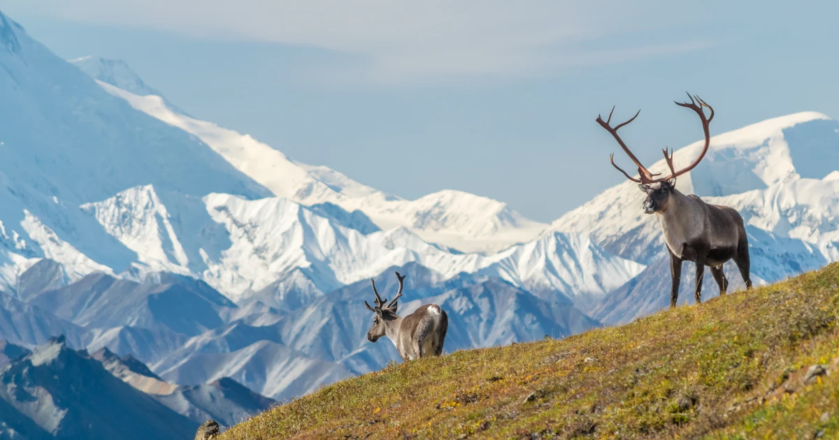 Majestic caribou bull in front of the mount Denali Alaska
