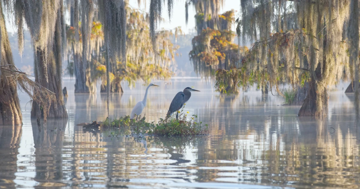 Birds in a swamp in Louisiana | Swyft Filings