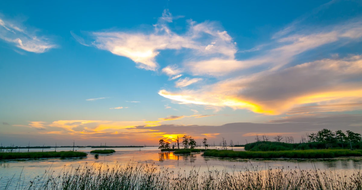 Louisiana Swamp | Swyft Filings