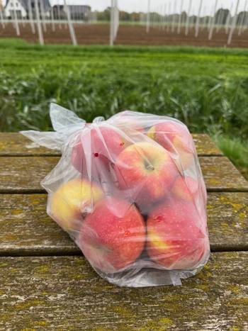 bloss-appel-van-kat-angelino