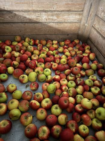 bio-appel-ingridmarie-geurts