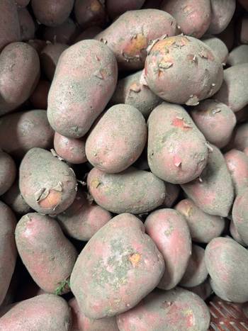 bio-alouette-aardappels-veldbeek