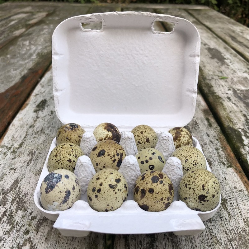 kwarteleieren-van-rimboe