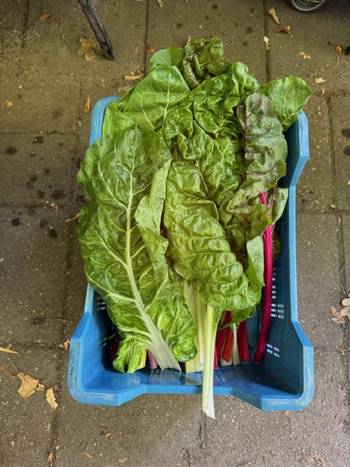 bio-snijbiet-ommurde