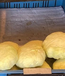 witte-kool-van-hoge-born