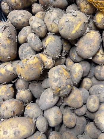 bio-agria-aardappels-veldbeek