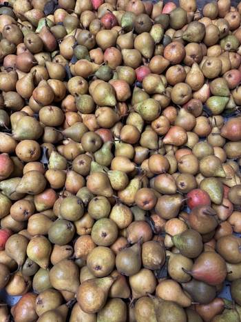 bio-stoofperen-geurts