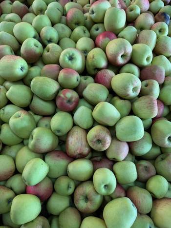 bio-appel-princessenoble-geurts