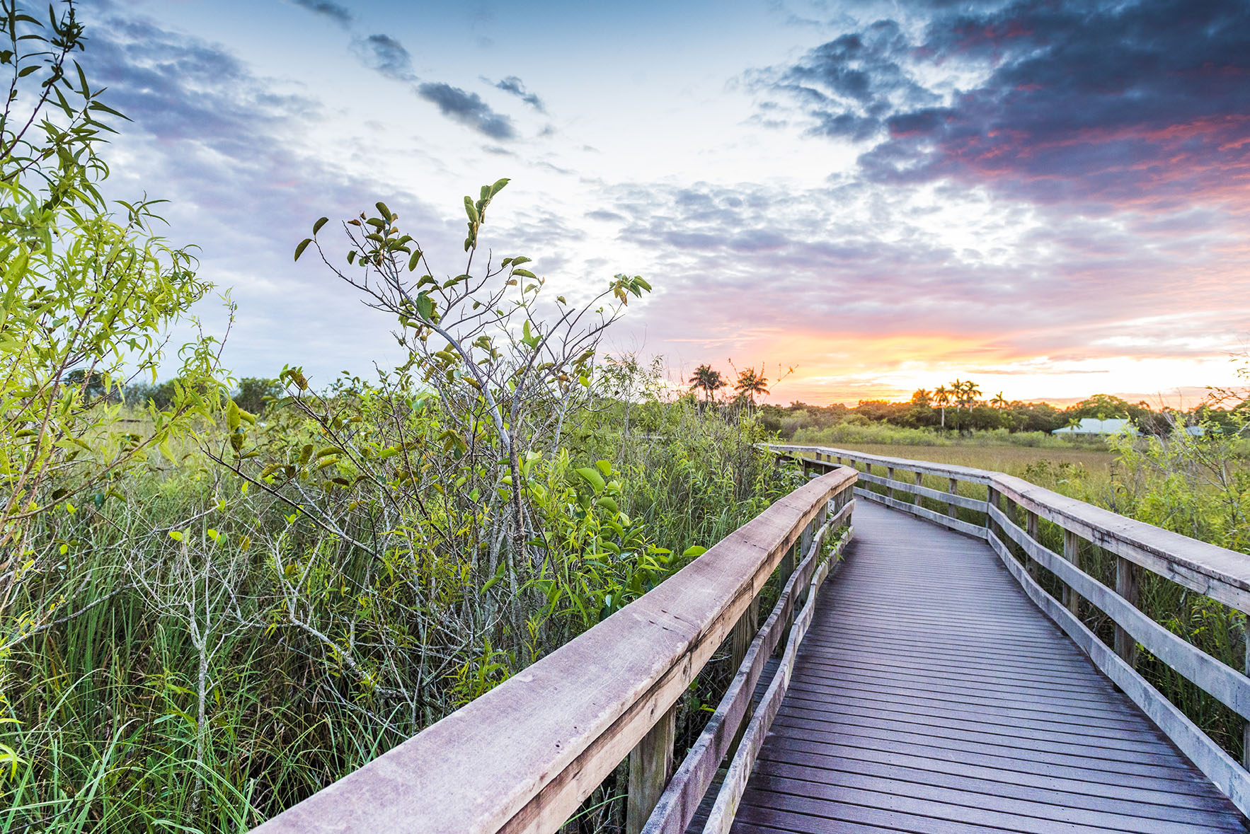 Wooden bridge over swamp land with bushes and palm trees at sunset.