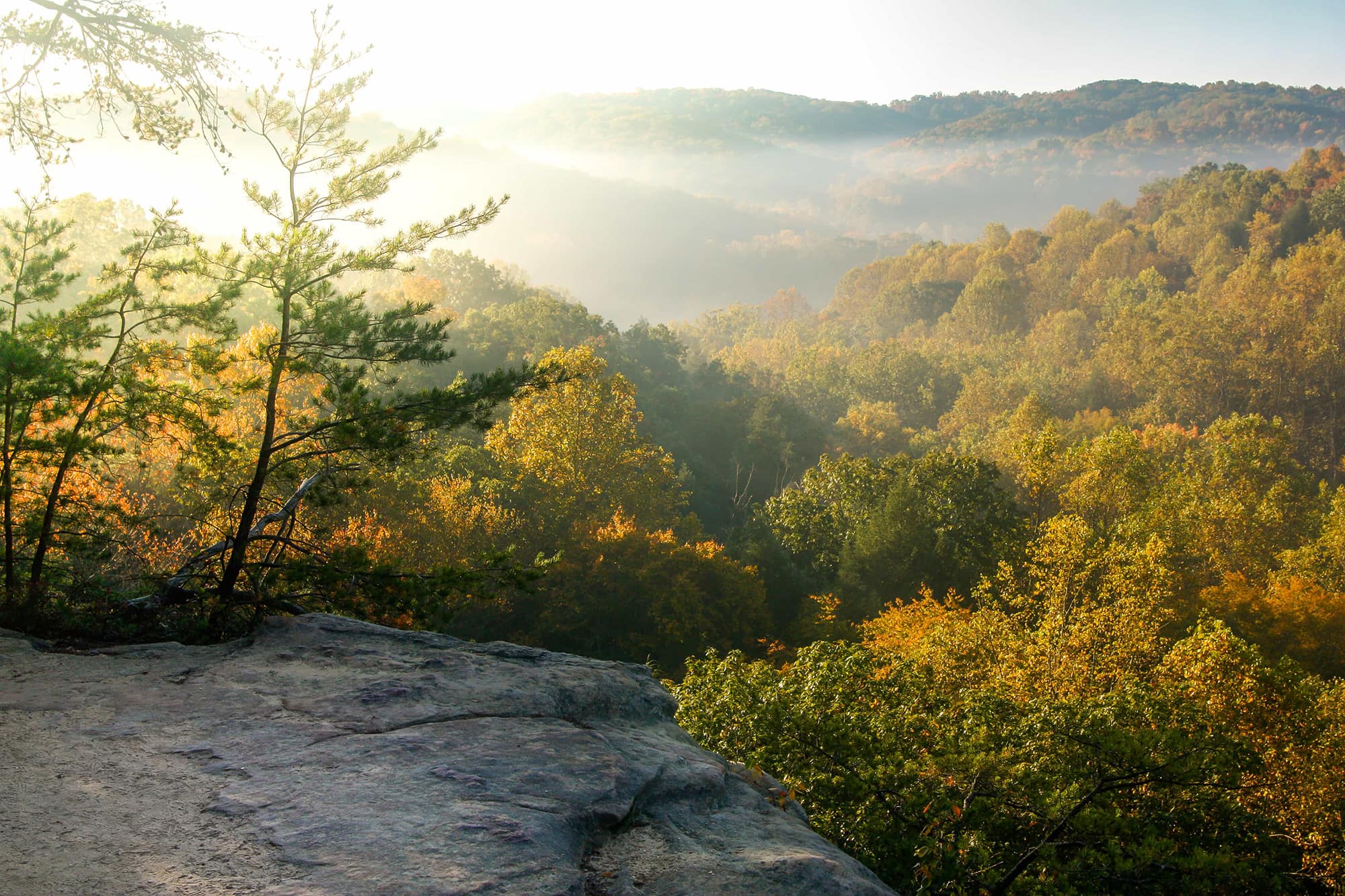 Landscape of hills covered by trees at sunrise.