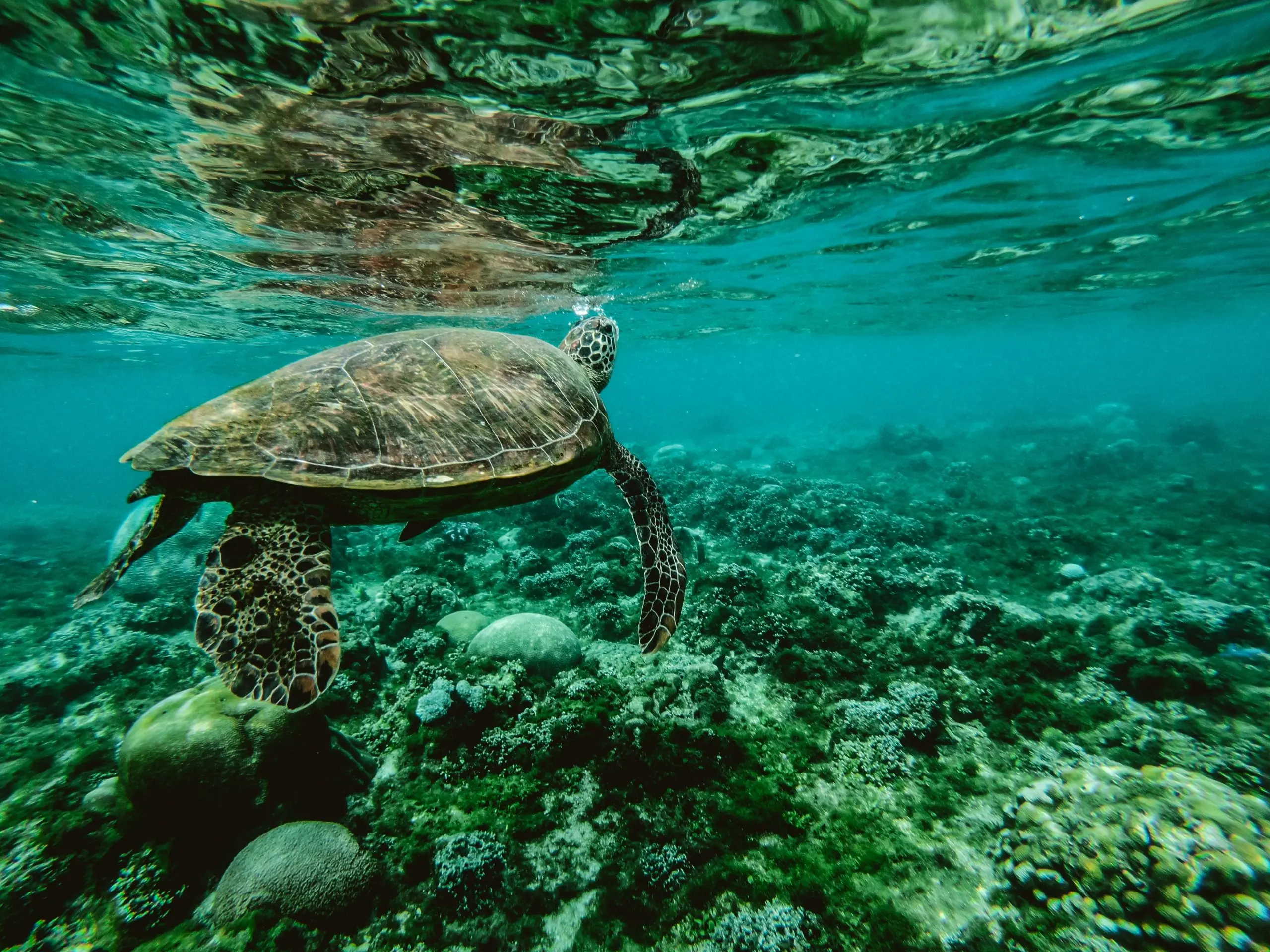Wakatobi 3