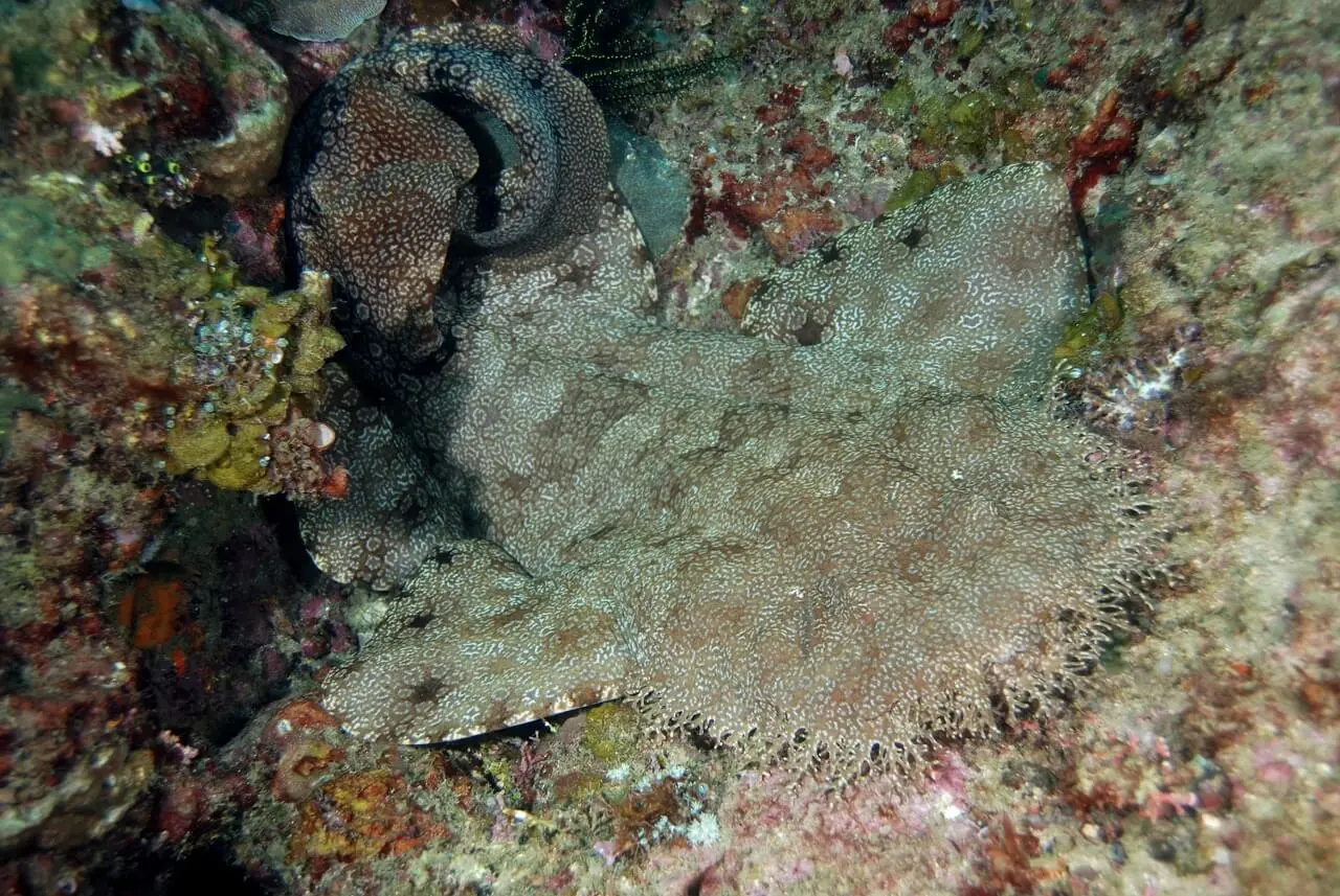 Exciting Facts About the Wobbegong Shark: A Hidden Gem in the Ocean