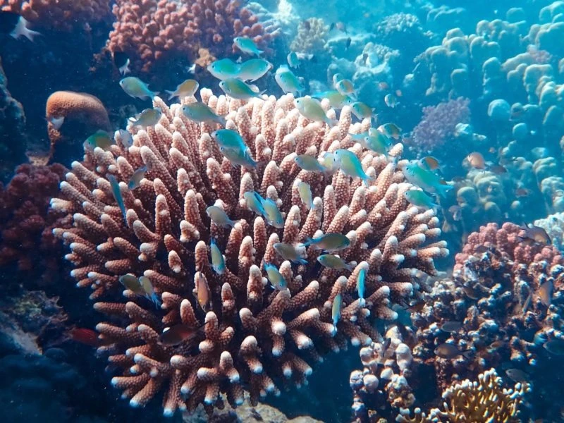 ambon content 2
