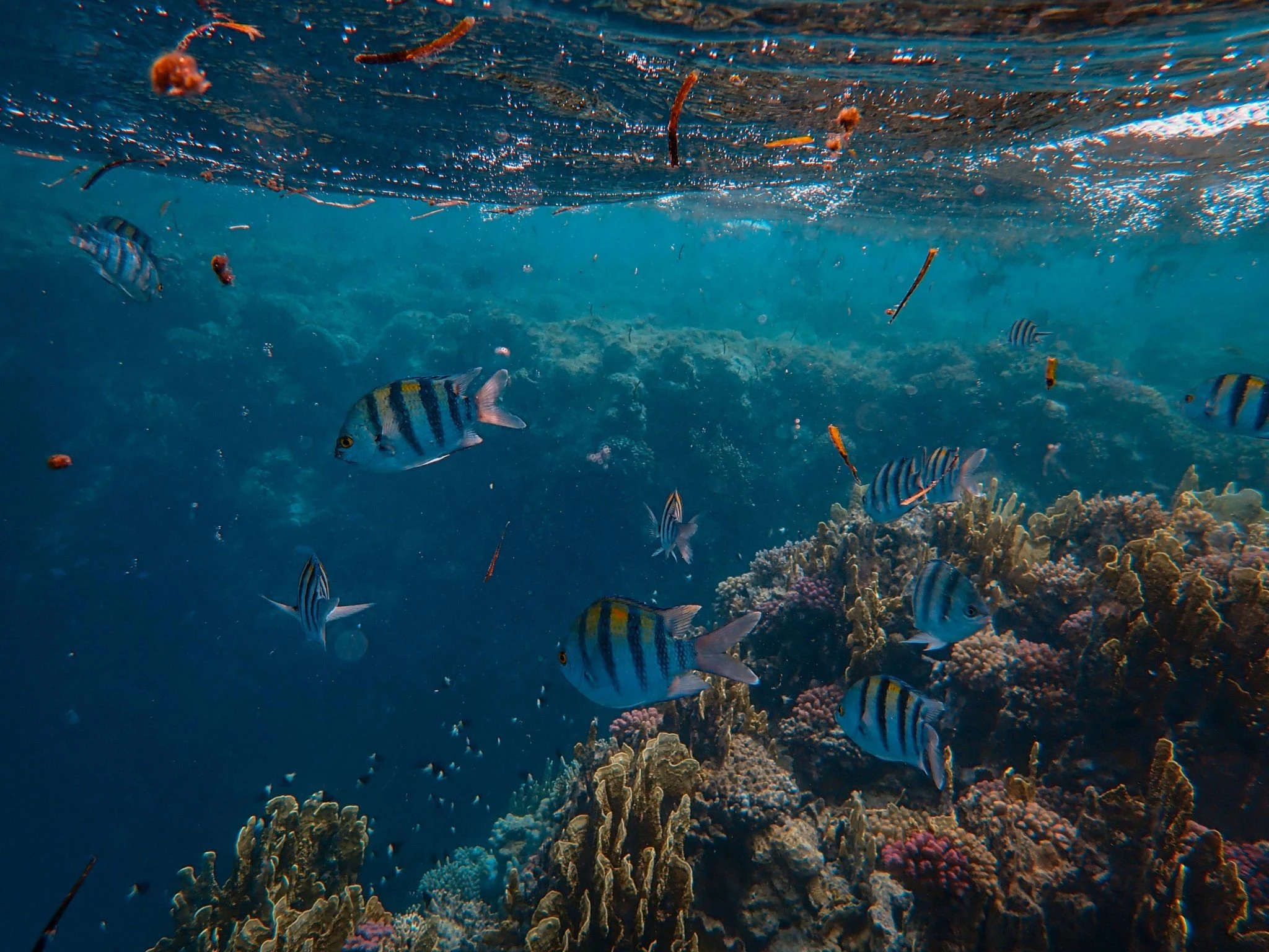 ambon content 1