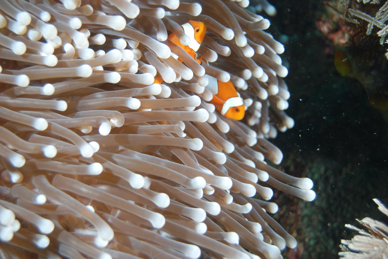 ⁠7D 6N Labuan Bajo Diving 