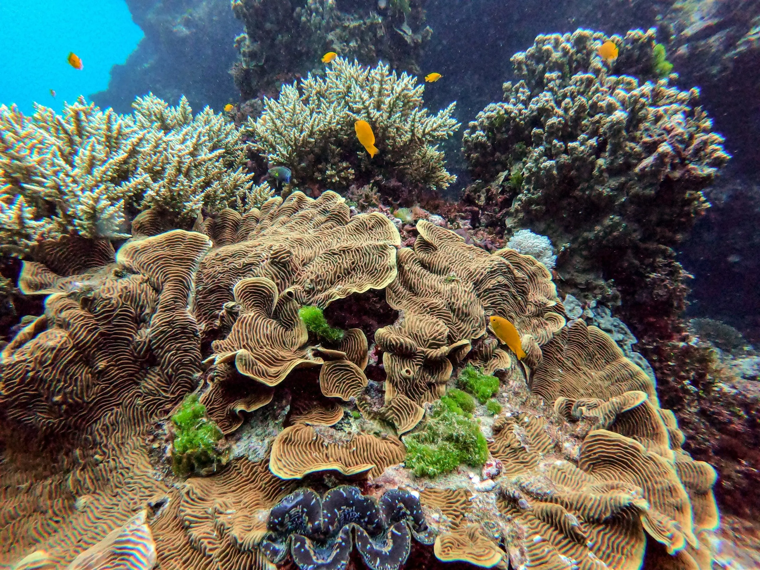 Wakatobi 6