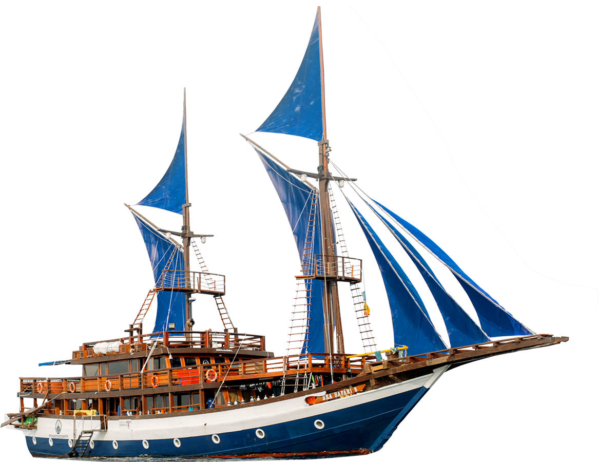 Sea Safari 8