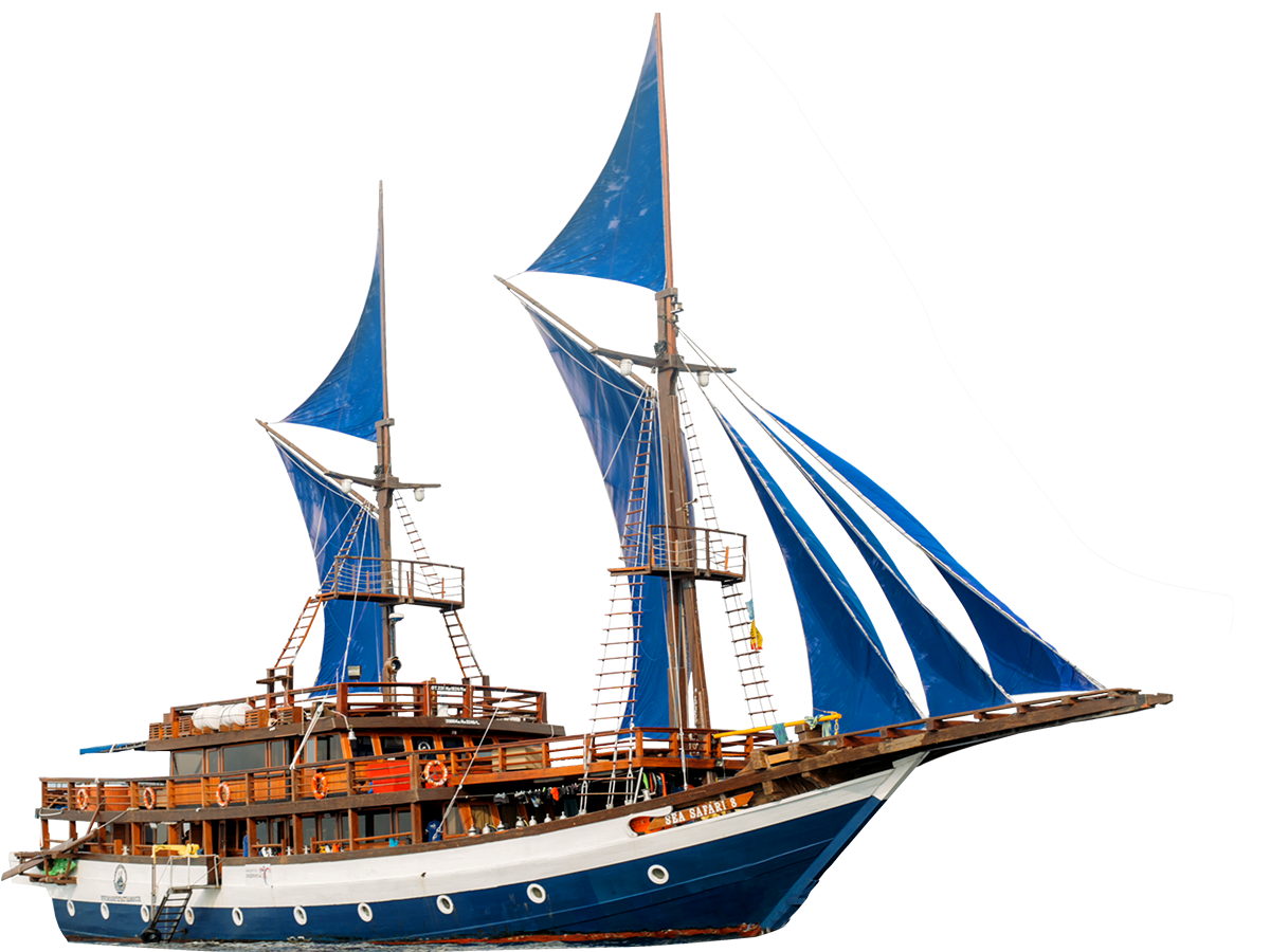 Sea Safari 8